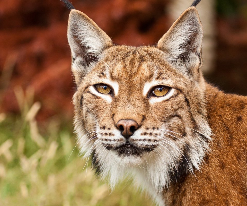 Обои глаза, рысь, взгляд, хищник, дикая кошка, eyes, lynx, look, predator, wild cat разрешение 1920x1200 Загрузить