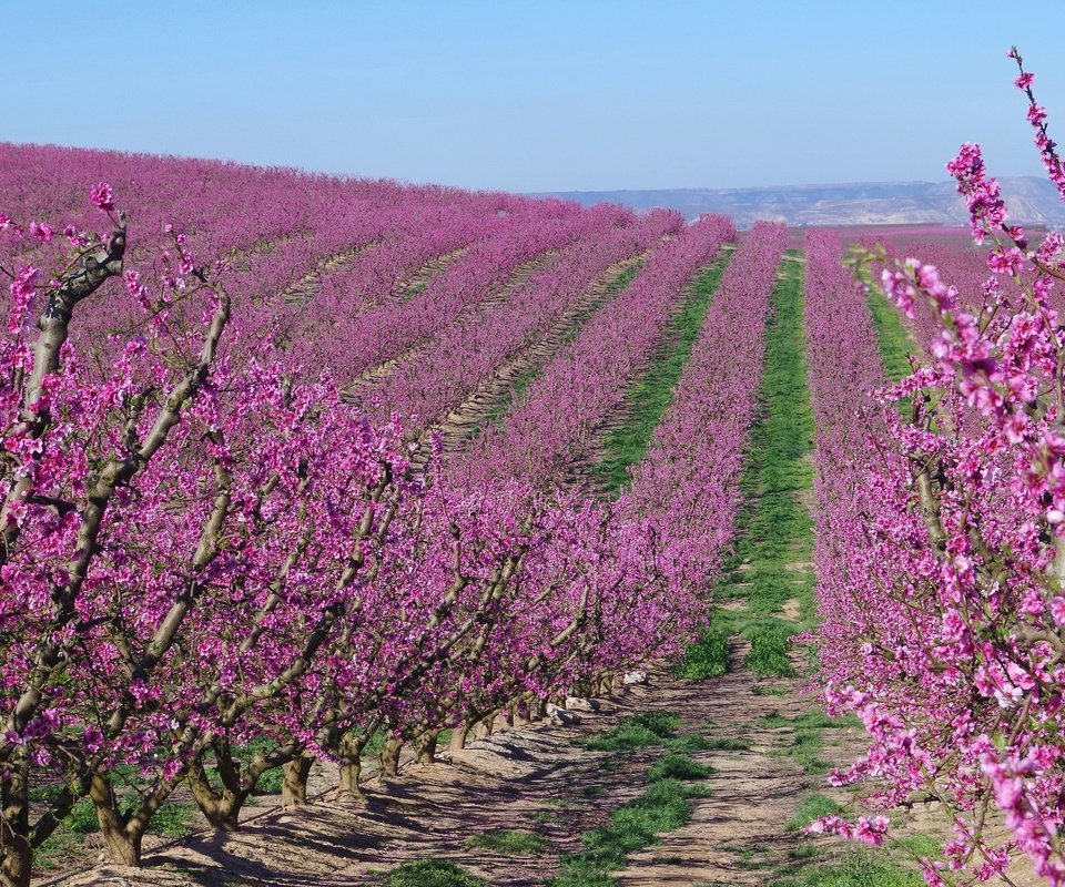 Обои цветение, сад, весна, испания, абрикосы, flowering, garden, spring, spain, apricots разрешение 2048x1229 Загрузить