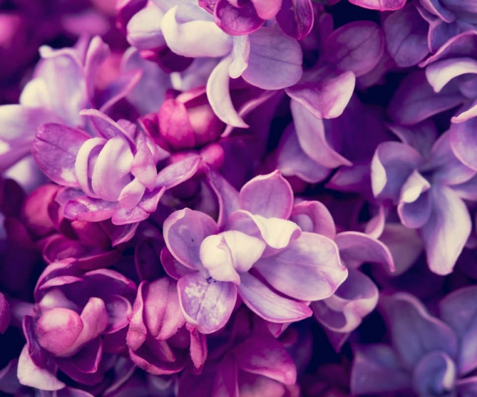 Обои цветы, цветение, весна, сирень, flowers, flowering, spring, lilac разрешение 5760x3840 Загрузить