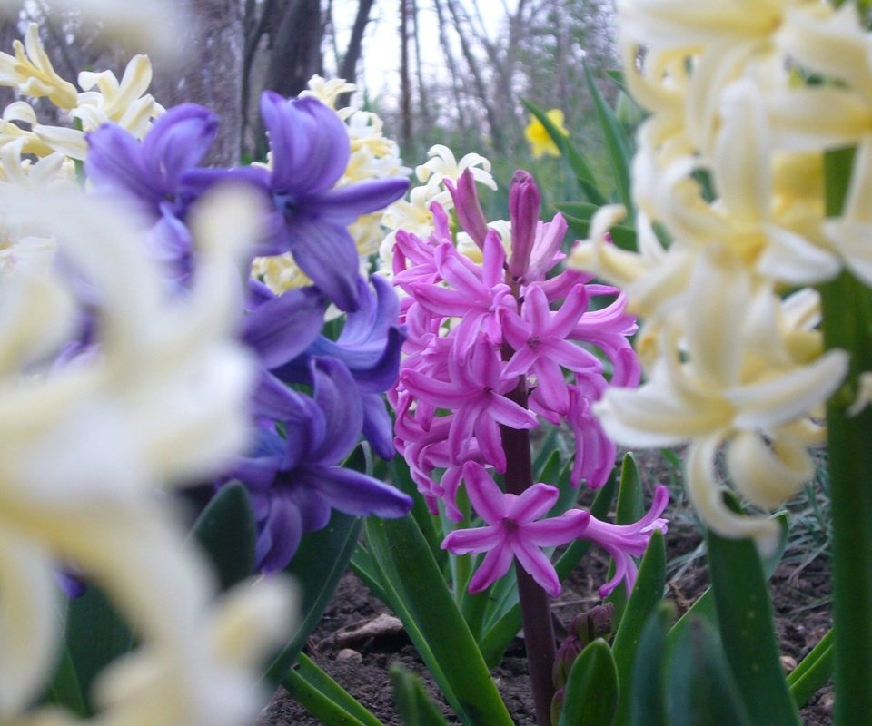 Обои цветы, весна, гиацинт, flowers, spring, hyacinth разрешение 2048x1536 Загрузить