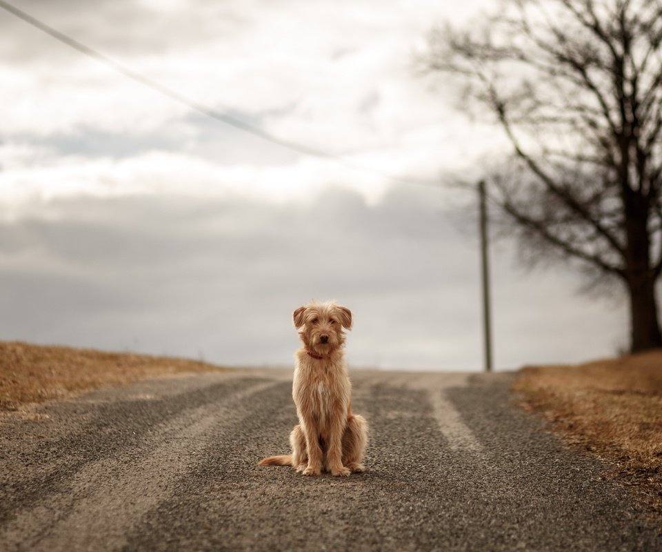 Обои небо, дорога, облака, собака, ожидание, the sky, road, clouds, dog, waiting разрешение 2560x1707 Загрузить