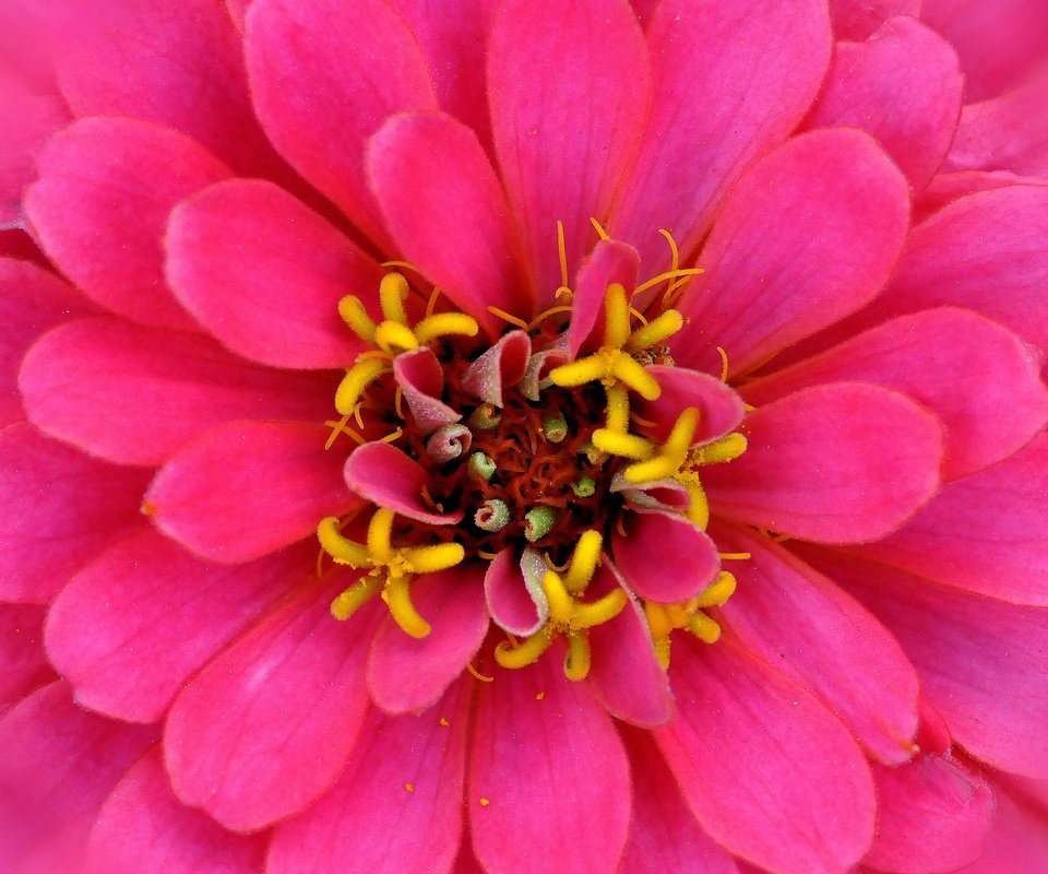 Обои макро, цветок, лепестки, розовый, цинния, macro, flower, petals, pink, zinnia разрешение 2880x1861 Загрузить