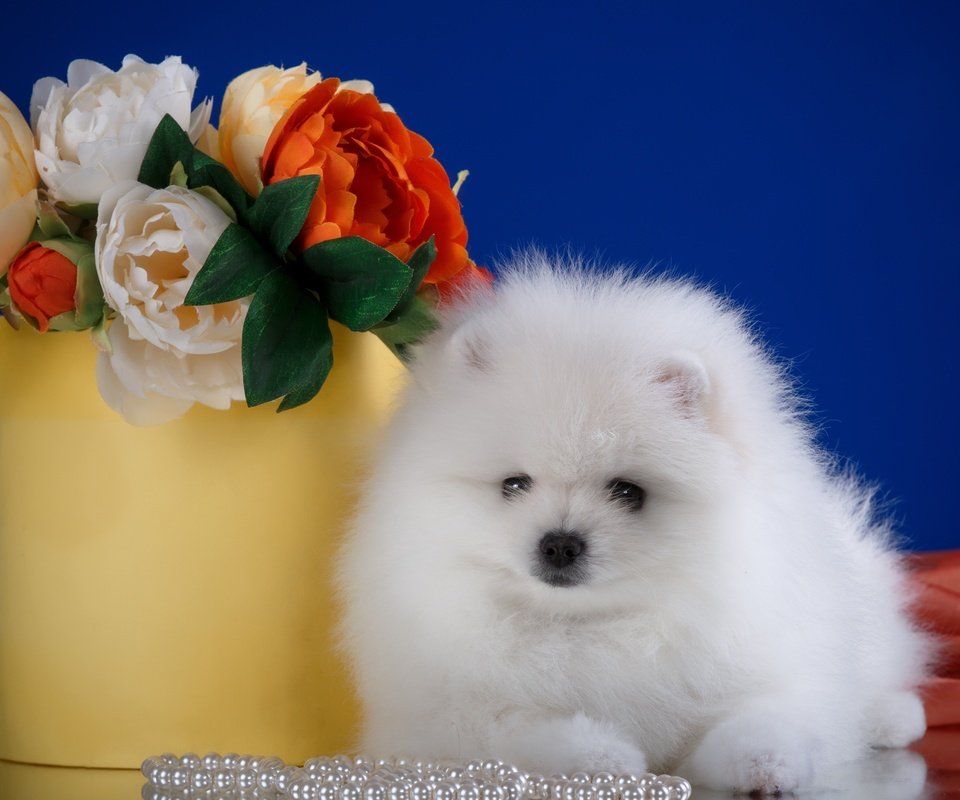 Обои цветы, белый, порода, шпиц, flowers, white, breed, spitz разрешение 3600x2276 Загрузить