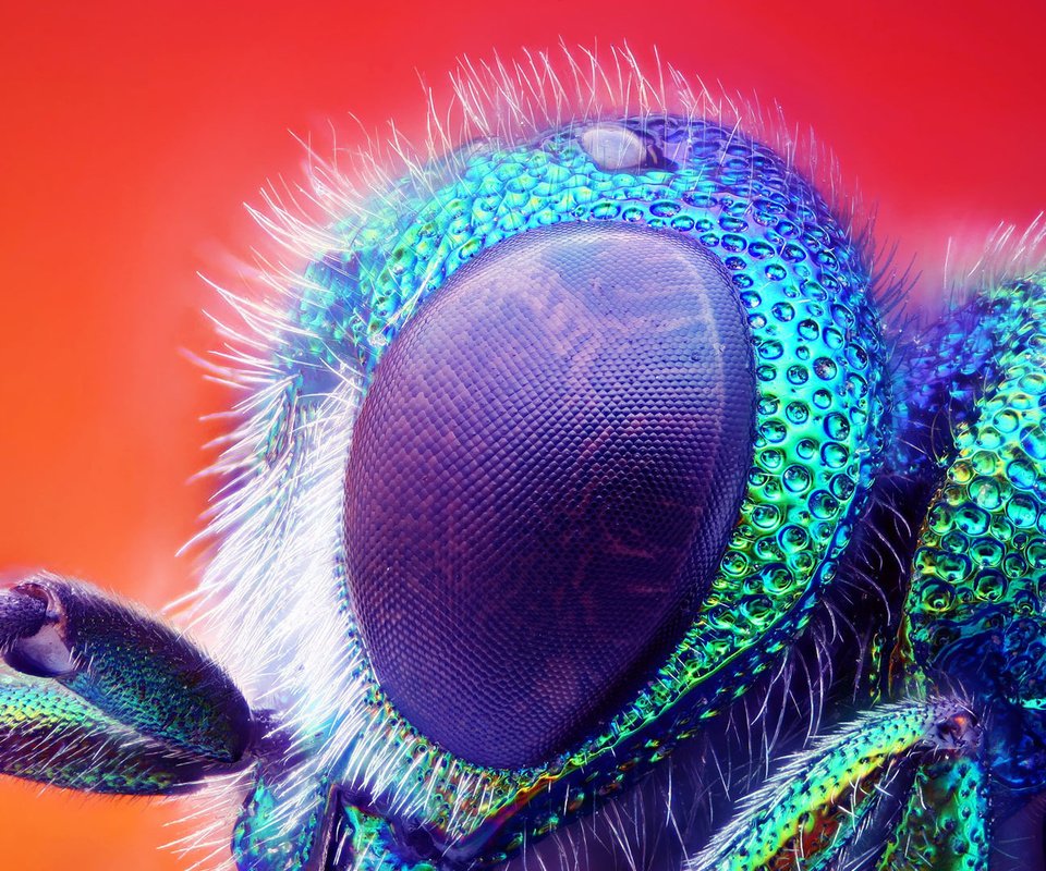 Обои макро, насекомое, глаз, муха, macro, insect, eyes, fly разрешение 1920x1080 Загрузить