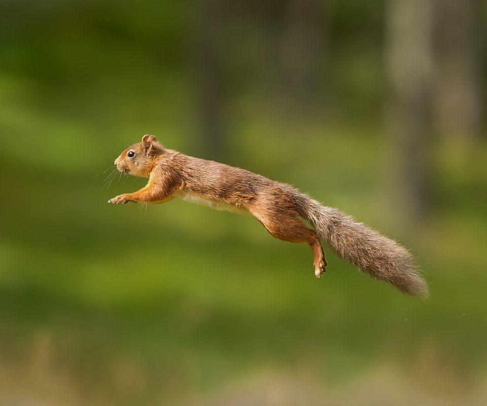 Обои пушистый, прыжок, белка, хвост, белочка, грызун, fluffy, jump, protein, tail, squirrel, rodent разрешение 1920x1200 Загрузить