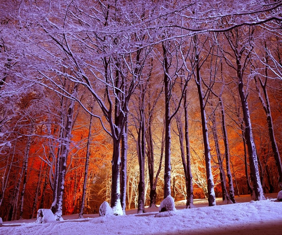 Обои свет, деревья, снег, лес, зима, парк, light, trees, snow, forest, winter, park разрешение 1920x1200 Загрузить