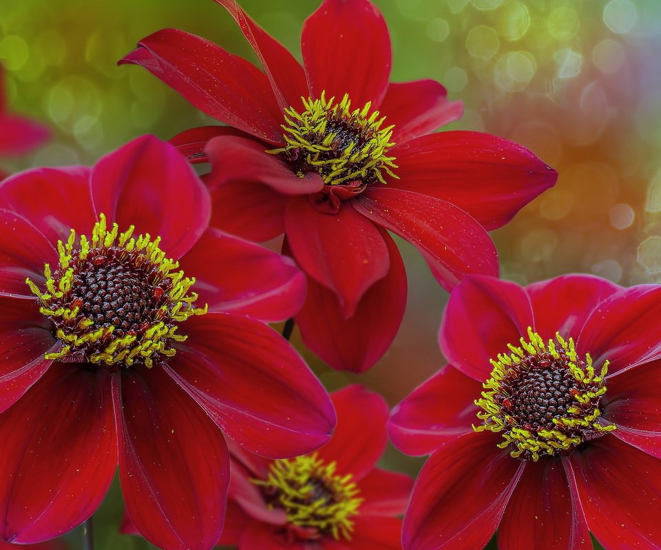 Обои цветы, природа, фон, лепестки, красные, георгины, flowers, nature, background, petals, red, dahlias разрешение 2560x1440 Загрузить