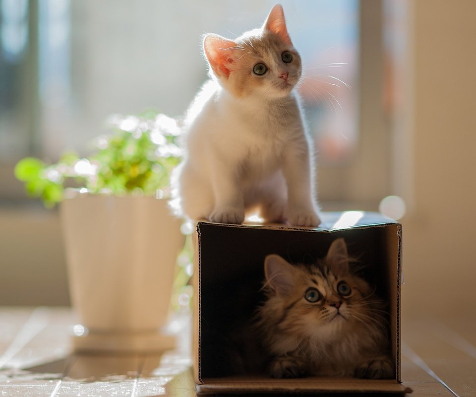 Обои глаза, мордочка, кошка, взгляд, котенок, кошки, коробка, eyes, muzzle, cat, look, kitty, cats, box разрешение 2048x1475 Загрузить