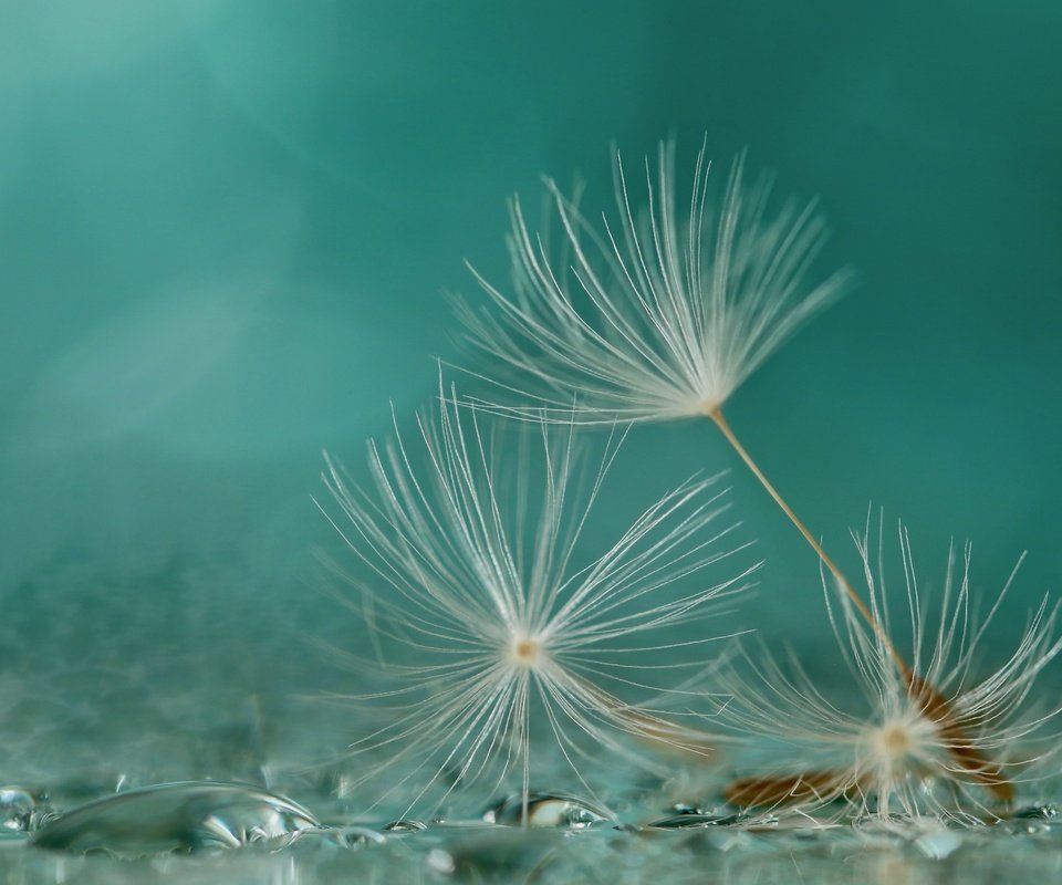 Обои макро, фон, капли, одуванчик, семена, пушинки, былинки, macro, background, drops, dandelion, seeds, fuzzes, blade разрешение 2560x1667 Загрузить