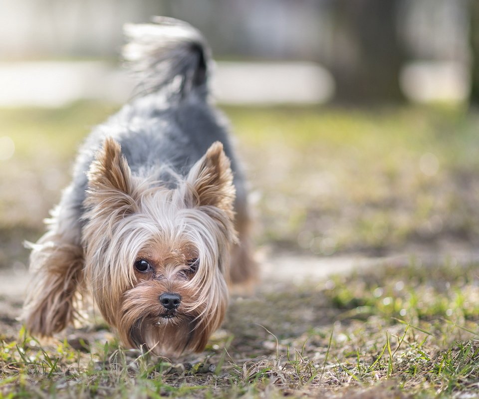 Обои шерсть, взгляд, собака, друг, йоркширский терьер, wool, look, dog, each, yorkshire terrier разрешение 1920x1200 Загрузить