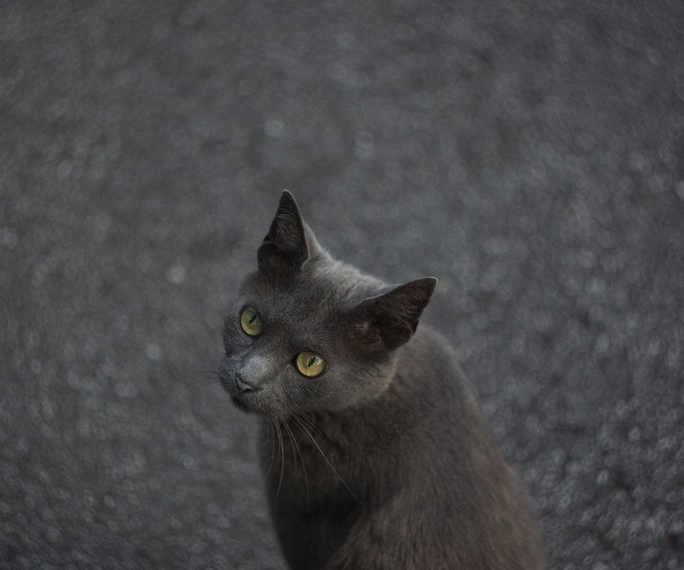 Обои глаза, кот, мордочка, кошка, взгляд, асфальт, eyes, cat, muzzle, look, asphalt разрешение 2048x1365 Загрузить