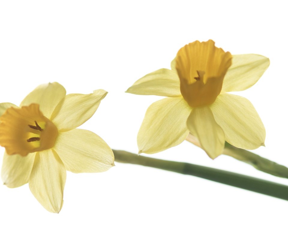 Обои цветы, макро, лепестки, весна, белый фон, нарцисс, flowers, macro, petals, spring, white background, narcissus разрешение 4111x2555 Загрузить