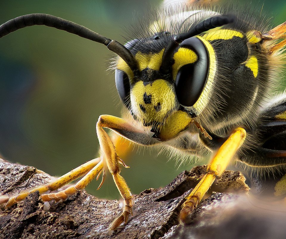 Обои макро, насекомое, усы, крылья, лапки, оса, теги, macro, insect, mustache, wings, legs, osa, tags разрешение 2048x1152 Загрузить