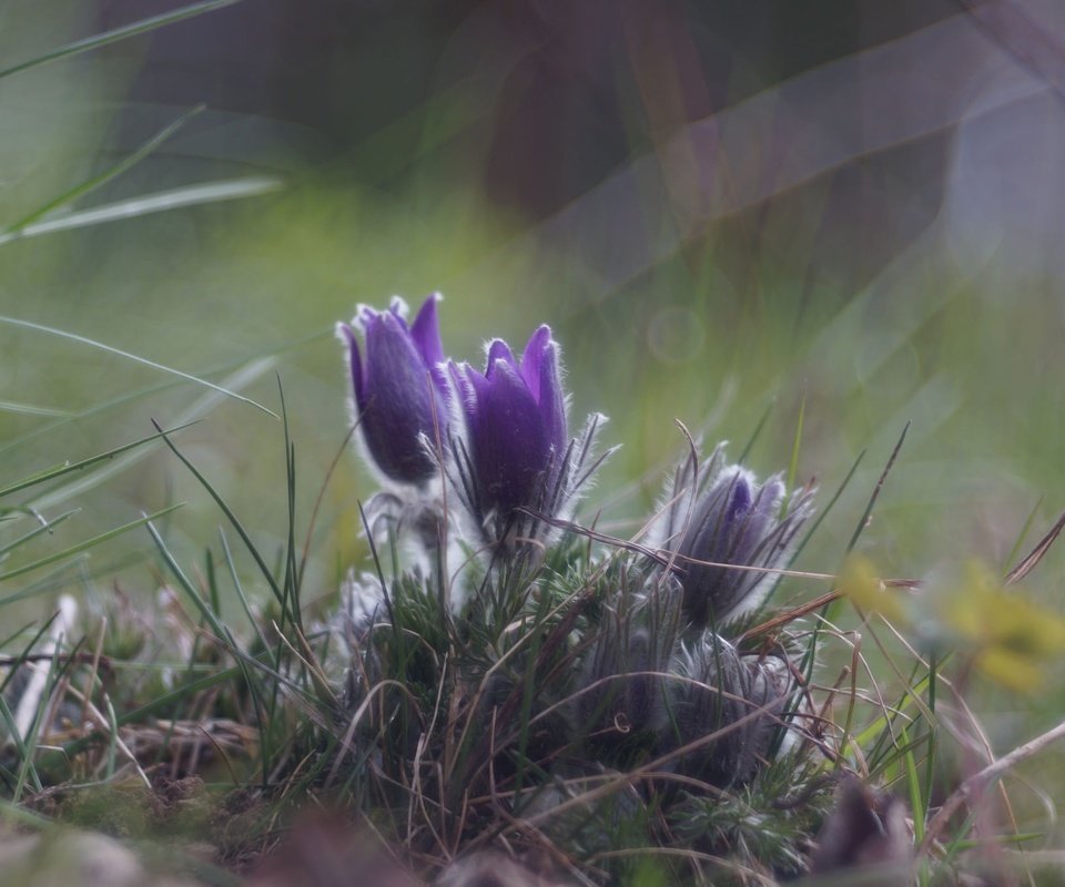 Обои цветы, трава, весна, анемон, сон-трава, прострел, flowers, grass, spring, anemone, sleep-grass, cross разрешение 2048x1363 Загрузить