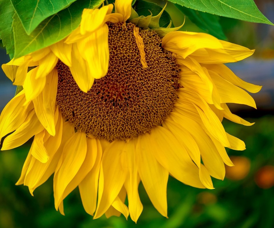 Обои желтый, макро, цветок, подсолнух, yellow, macro, flower, sunflower разрешение 2400x1602 Загрузить