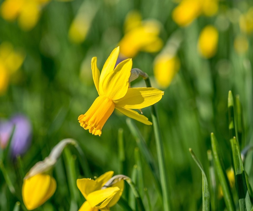 Обои цветы, желтый, весна, нарцисс, flowers, yellow, spring, narcissus разрешение 2048x1366 Загрузить