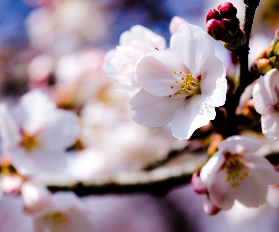 Обои цветы, ветка, природа, цветение, весна, яблоня, боке, flowers, branch, nature, flowering, spring, apple, bokeh разрешение 3648x2223 Загрузить