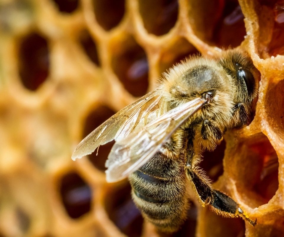 Обои насекомое, соты, пчела, мед, крупным планом, insect, cell, bee, honey, closeup разрешение 1920x1080 Загрузить