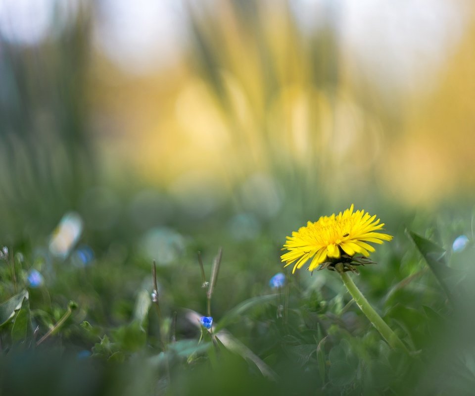 Обои цветы, трава, размытость, весна, одуванчик, flowers, grass, blur, spring, dandelion разрешение 2048x1365 Загрузить