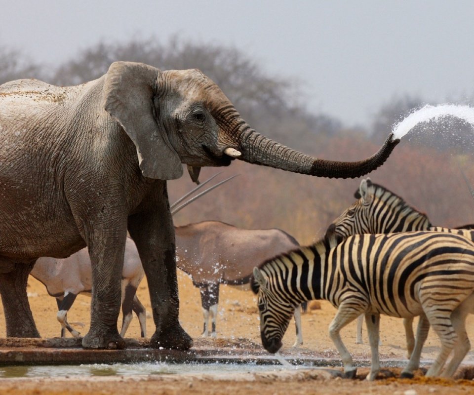 Обои вода, слон, хобот, зебры, антилопы, water, elephant, trunk, zebra, antelope разрешение 1920x1080 Загрузить