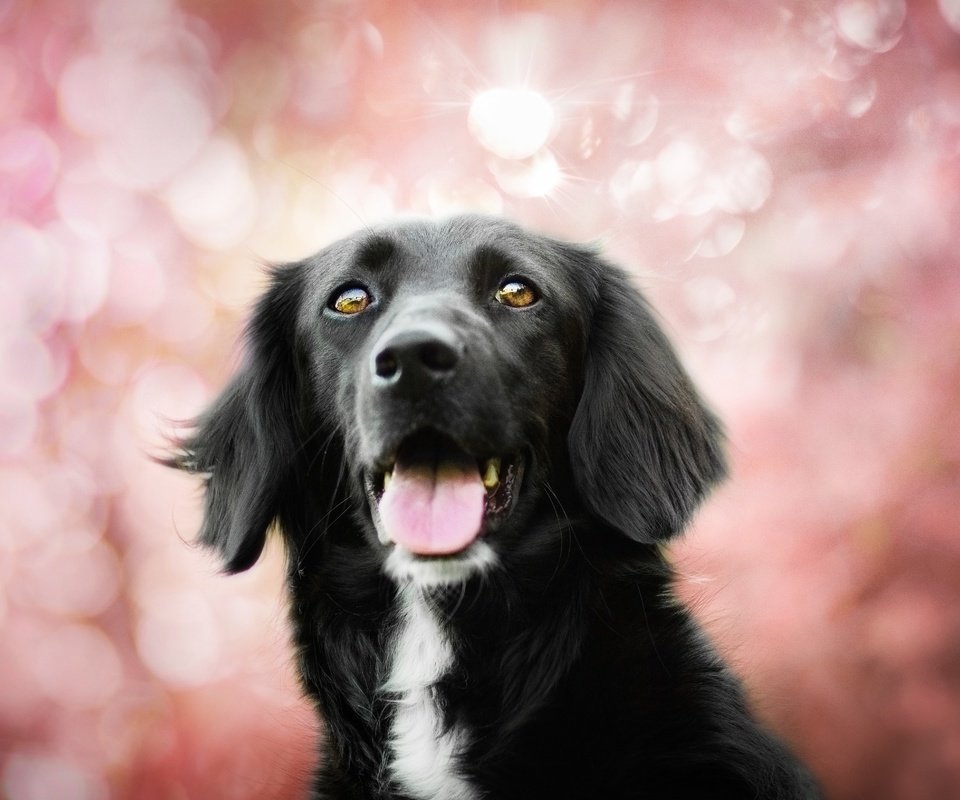 Обои собака, язык, пес, боке, бордер-колли, kedves tamara, spring colors, dog, language, bokeh, the border collie разрешение 4925x3283 Загрузить