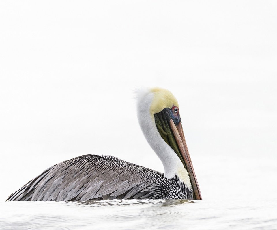 Обои вода, птица, клюв, пеликан, water, bird, beak, pelican разрешение 2048x1281 Загрузить