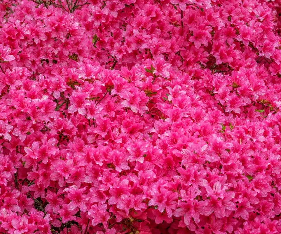 Обои цветы, азалия, рододендрон, jazzmatica, flowers, azalea, rhododendron разрешение 4896x2760 Загрузить