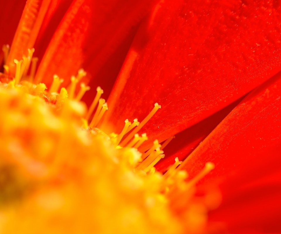 Обои макро, цветок, лепестки, тычинки, гербера, macro, flower, petals, stamens, gerbera разрешение 2048x1322 Загрузить