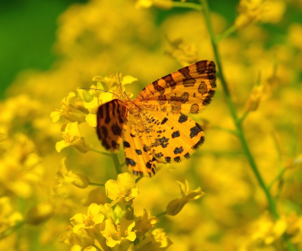 Обои цветы, насекомое, бабочка, flowers, insect, butterfly разрешение 3000x1973 Загрузить