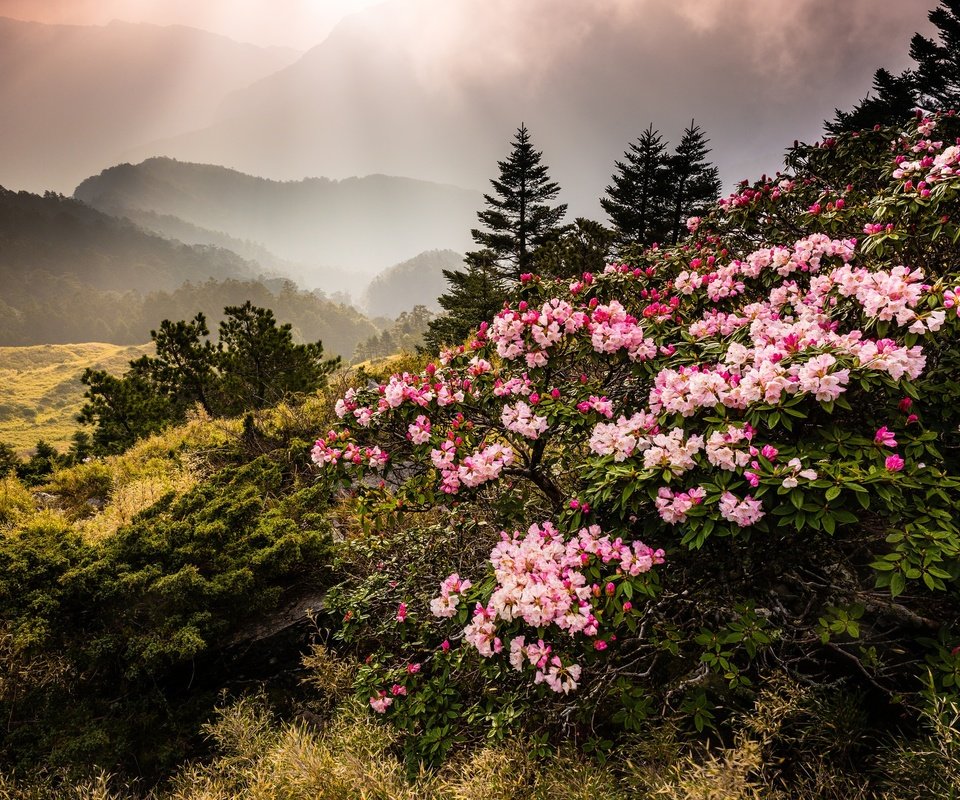 Обои цветы, горы, природа, туман, тайвань, азалия, рододендрон, jeff lee, flowers, mountains, nature, fog, taiwan, azalea, rhododendron разрешение 2048x1368 Загрузить