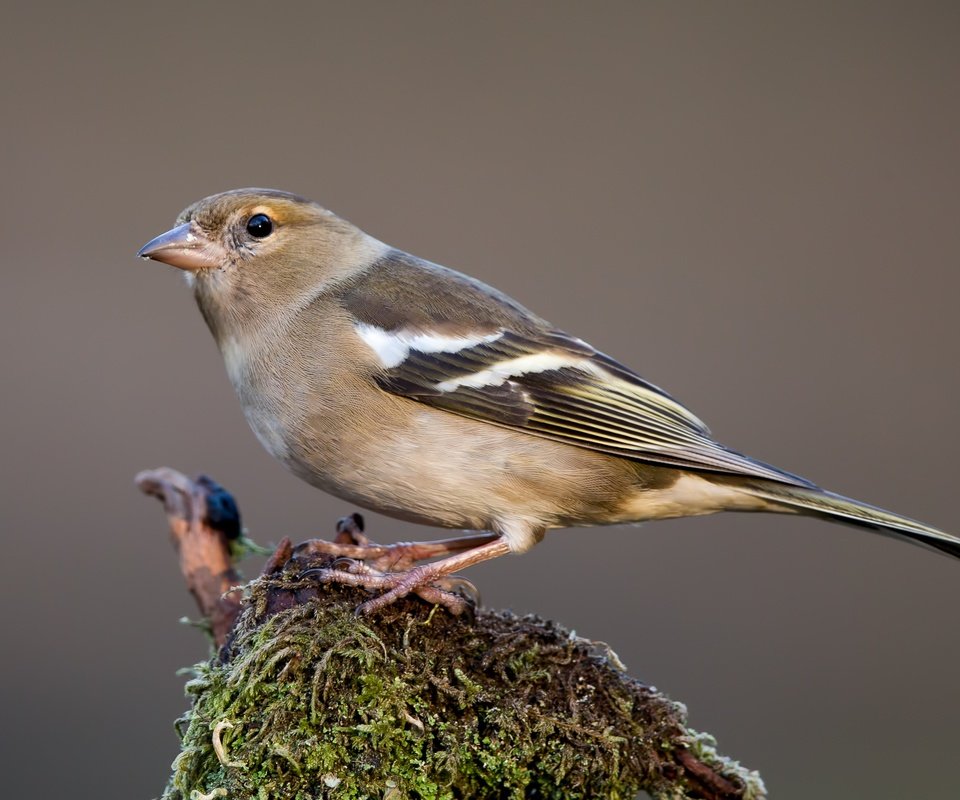 Обои птицы, птица, зяблик, самка, birds, bird, chaffinch, female разрешение 3481x2227 Загрузить