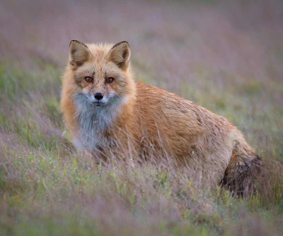 Обои трава, взгляд, рыжая, лиса, боке, grass, look, red, fox, bokeh разрешение 2560x1981 Загрузить