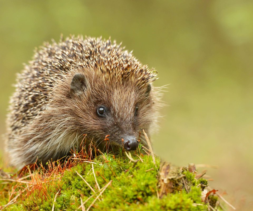 Обои глаза, мордочка, взгляд, мох, ежик, еж, eyes, muzzle, look, moss, hedgehog разрешение 3840x2400 Загрузить