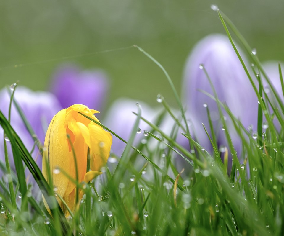 Обои цветы, трава, капли, весна, крокусы, wouter de bruijn, flowers, grass, drops, spring, crocuses разрешение 3840x2400 Загрузить