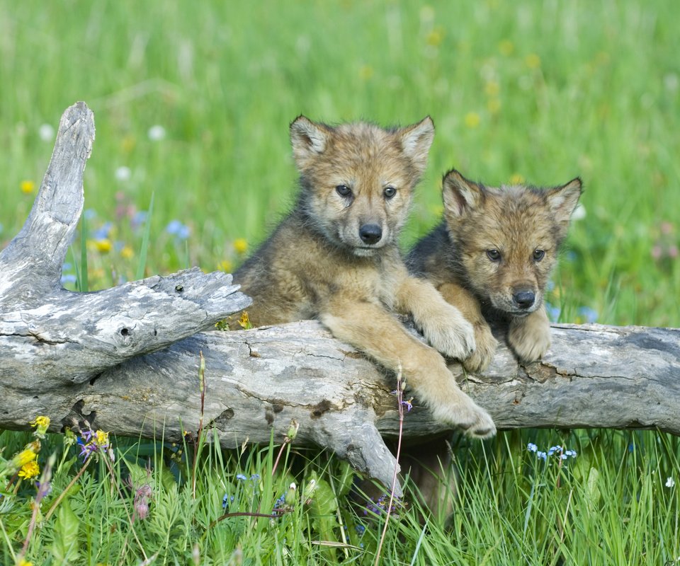 Обои цветы, трава, волки, бревно, детеныши, волчата, flowers, grass, wolves, log, cubs, the cubs разрешение 3840x2400 Загрузить