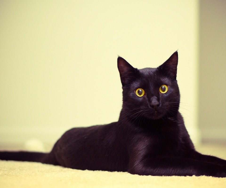 Обои глаза, мордочка, кошка, взгляд, черный кот, eyes, muzzle, cat, look, black cat разрешение 2560x1600 Загрузить