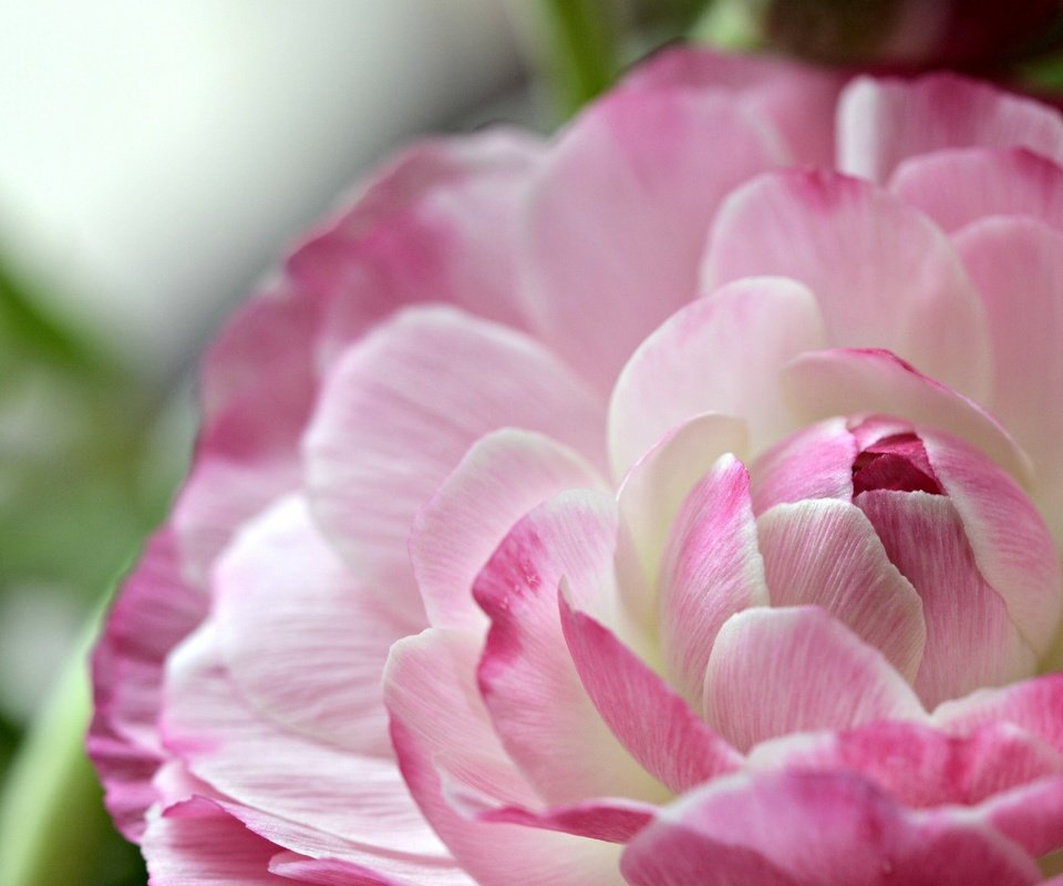 Обои макро, цветок, лепестки, ранункулюс, лютик, macro, flower, petals, ranunculus, buttercup разрешение 2917x1876 Загрузить