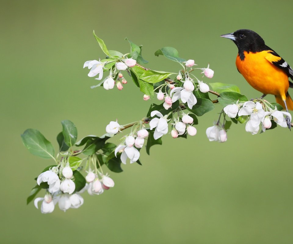 Обои цветы, птица, весна, иволга, балтиморский цветной трупиал, simon théberge, flowers, bird, spring, oriole, baltimore colored troupial разрешение 2048x1365 Загрузить