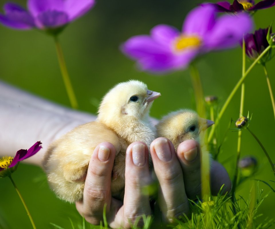 Обои цветы, рука, птицы, птенцы, цыплята, flowers, hand, birds, chicks, chickens разрешение 2560x1707 Загрузить