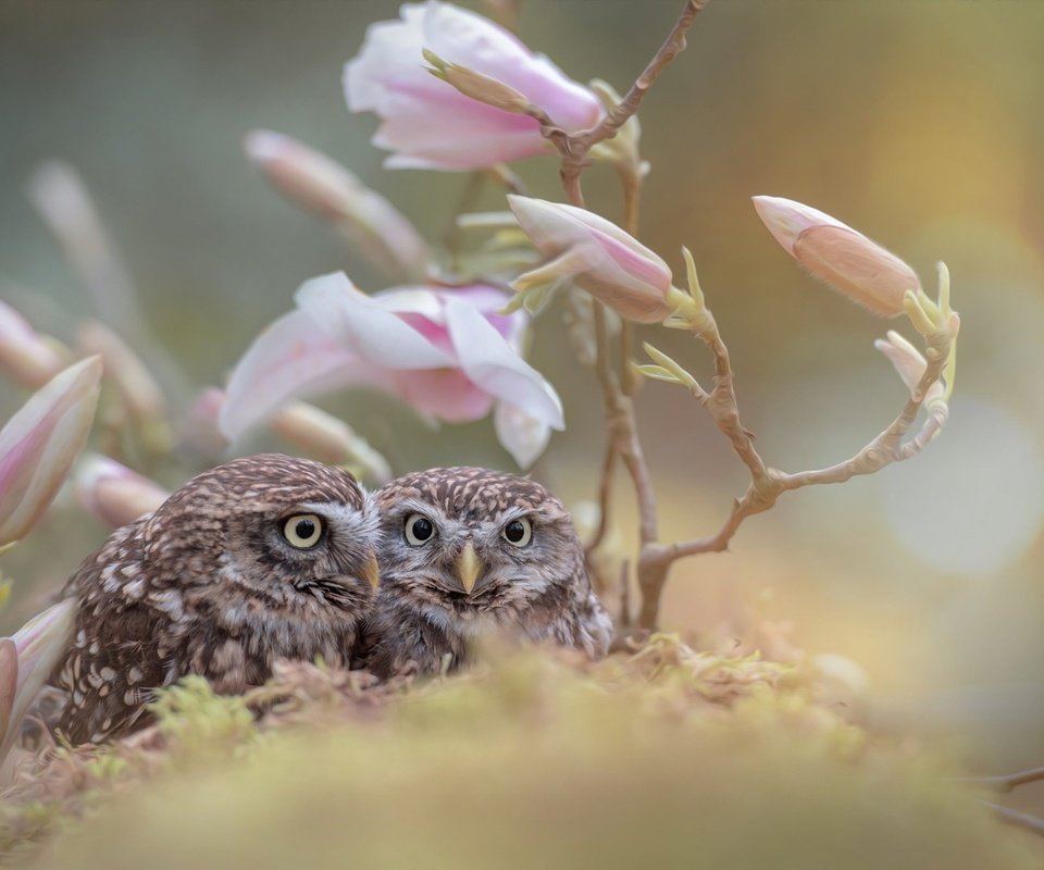 Обои цветы, бутоны, ветки, птицы, совы, tanja brandt, flowers, buds, branches, birds, owls разрешение 2048x1363 Загрузить