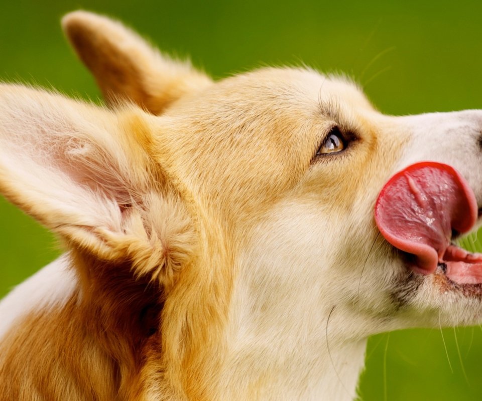 Обои собака, уши, язык, порода, вельш-корги, пемброк, dog, ears, language, breed, welsh corgi, pembroke разрешение 2670x1600 Загрузить