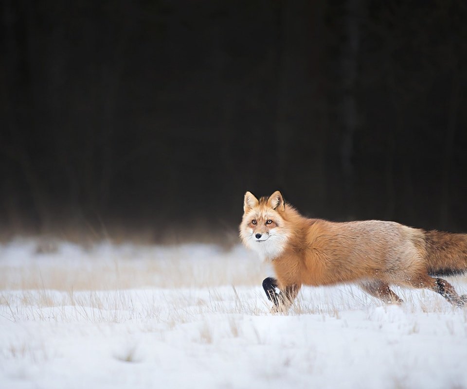 Обои снег, зима, взгляд, лиса, лисица, хвост, snow, winter, look, fox, tail разрешение 1920x1200 Загрузить