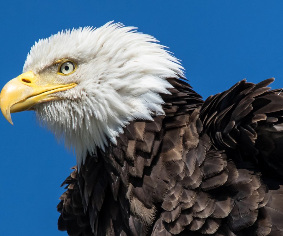 Обои орел, птица, орлан, белоголовый орлан, chuck babbitt, eagle, bird, orlan, bald eagle разрешение 2880x1800 Загрузить