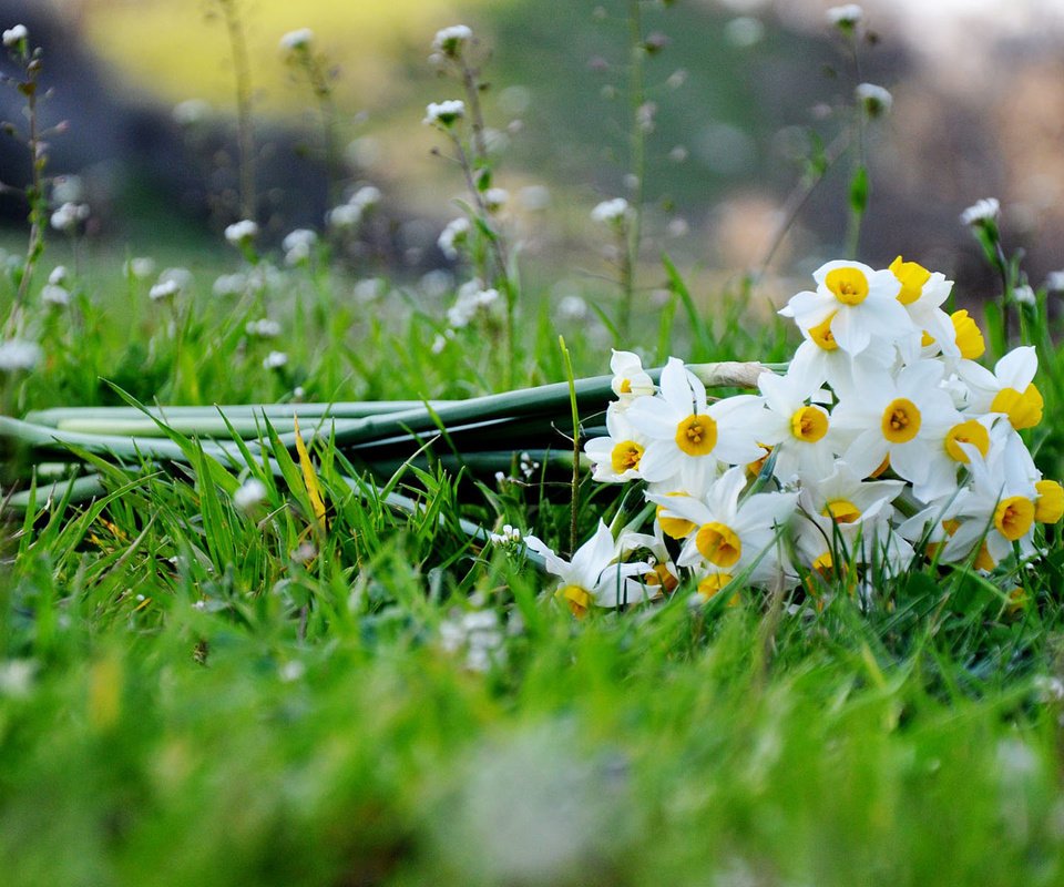 Обои цветы, трава, букет, нарциссы, flowers, grass, bouquet, daffodils разрешение 1920x1200 Загрузить