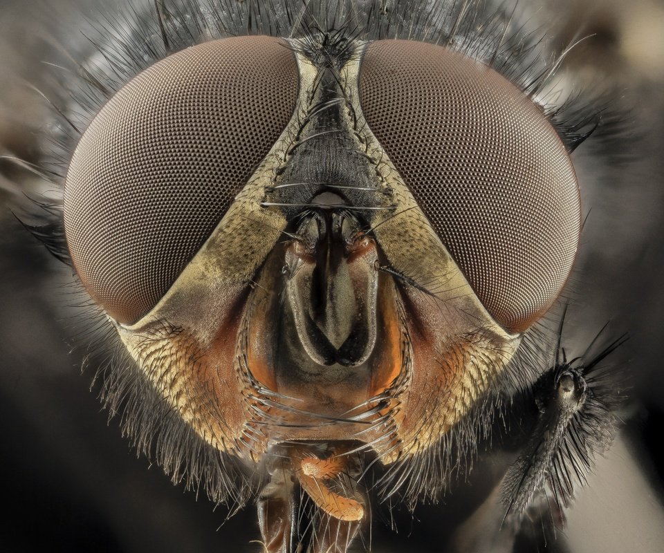 Обои глаза, макро, насекомые, муха, крупным планом, eyes, macro, insects, fly, closeup разрешение 4109x3218 Загрузить