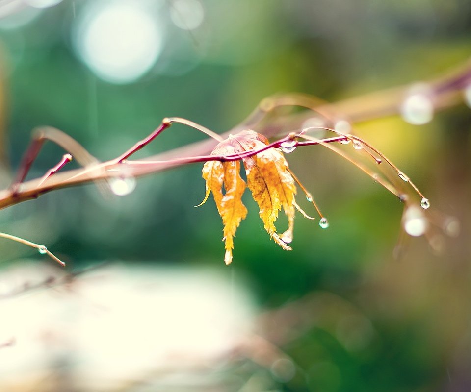 Обои ветка, природа, макро, капли, листок, осень, branch, nature, macro, drops, leaf, autumn разрешение 2560x1600 Загрузить