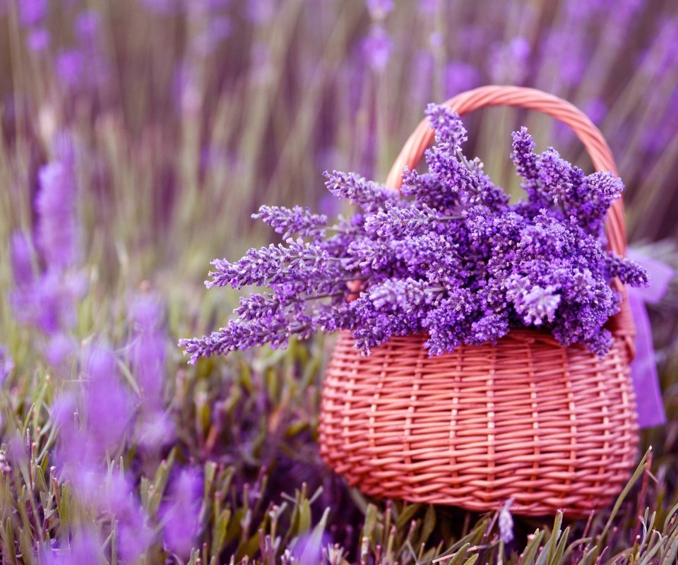 Обои цветы, лаванда, корзина, фиолетовые, букет лаванды, flowers, lavender, basket, purple, bouquet of lavender разрешение 2880x1800 Загрузить