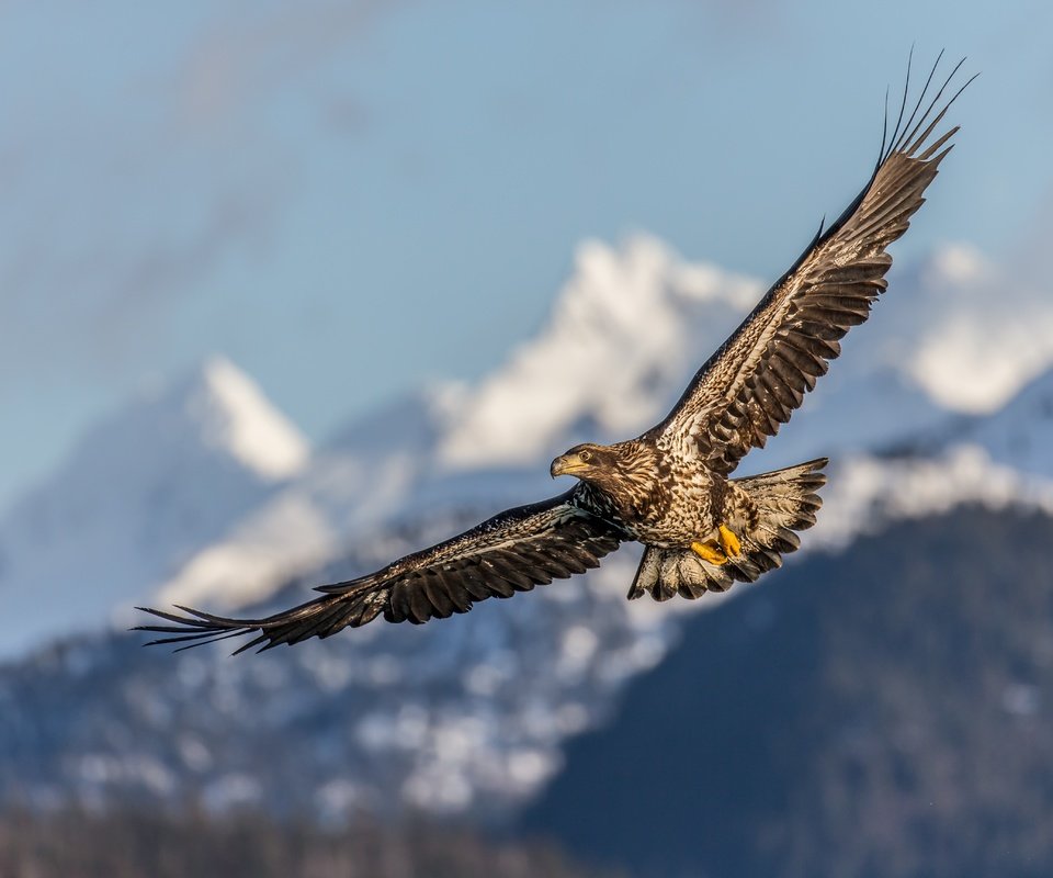 Обои полет, крылья, птица, клюв, перья, беркут, хищная птица, flight, wings, bird, beak, feathers, eagle, bird of prey разрешение 5184x3456 Загрузить