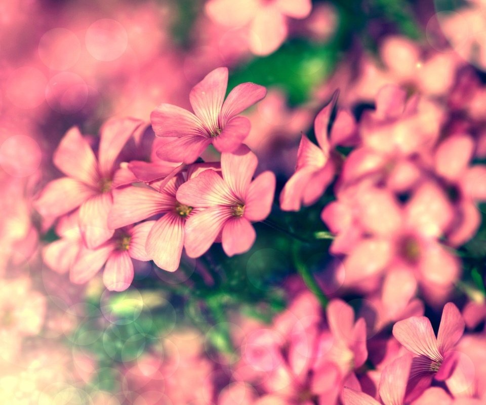 Обои цветы, лепестки, розовые, крупный план, боке, герань, flowers, petals, pink, close-up, bokeh, geranium разрешение 2560x1600 Загрузить