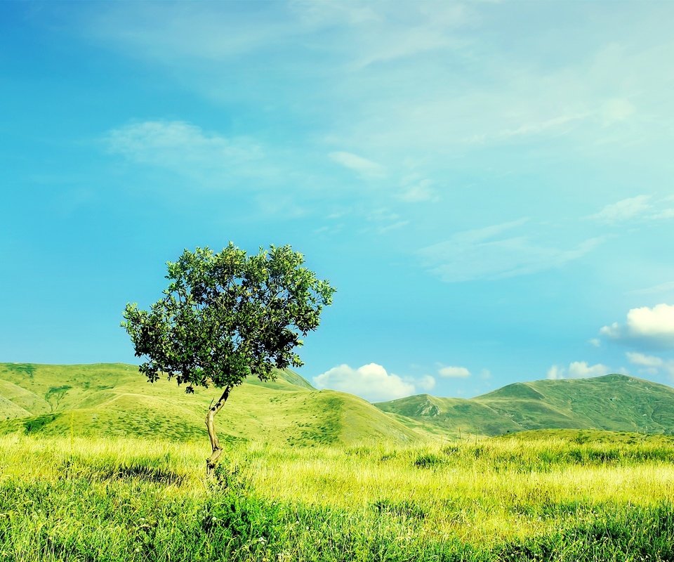 Обои небо, трава, облака, холмы, природа, дерево, зелень, лето, the sky, grass, clouds, hills, nature, tree, greens, summer разрешение 2560x1600 Загрузить